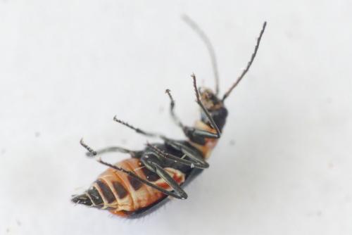 Axinotarsus pulicarius